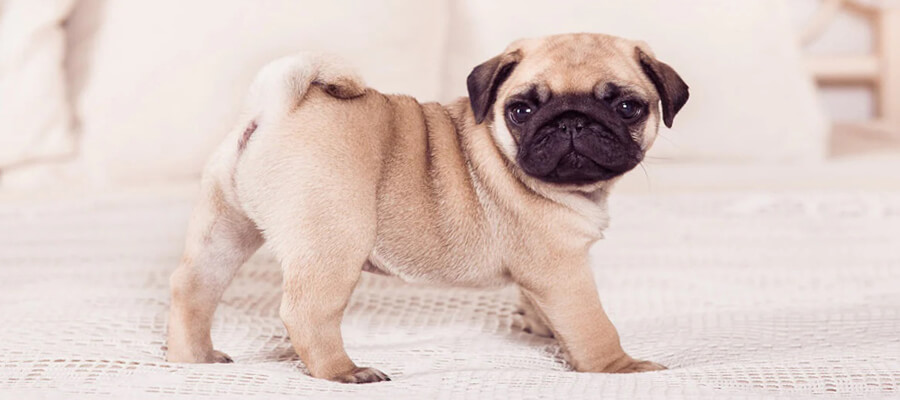The Healthiest Dog Breeds with Long Lifespans